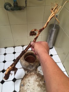 Tree Root Found in Newport Drain                          